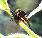 Red-footed Cannibalfly