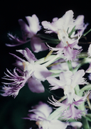 Platanthera grandiflora