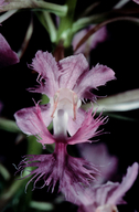 Platanthera grandiflora
