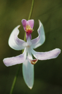 Calopogon pallidus