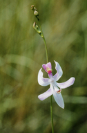 Calopogon pallidus