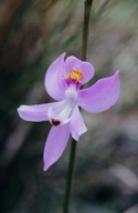 Calopogon pallidus