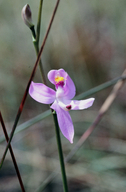 Calopogon pallidus