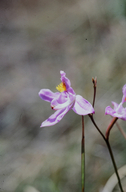 Calopogon barbatus