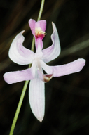 Calopogon pallidus