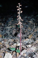 Corallorhiza maculata var. maculata