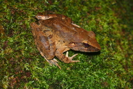 Limnonectes leporinus