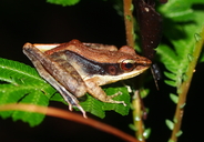 Meristogenys jerboa
