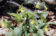 Northern Yellow Lady's Slipper