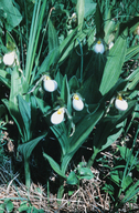 Cypripedium candidum