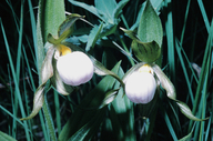 Cypripedium candidum