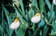 Cypripedium candidum