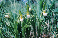 Cypripedium candidum