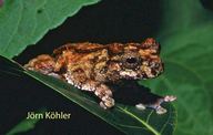 Dendropsophus acreanus