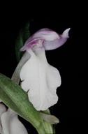 Galearis spectabilis