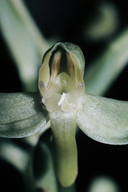 Toothed Rein Orchid