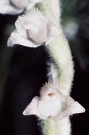 Goodyera tesselata