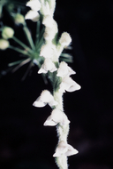 Goodyera tesselata