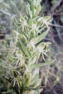 Water Spider Orchid