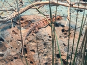 Canberra Grassland Earless Dragon