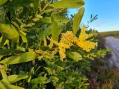 Longleaf Wattle