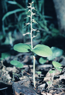 Neottia convallarioides