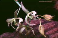 Mormodes Badia Orchid