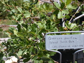 Quercus pacifica