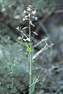 Pinewoods Holboell's Rock-cress