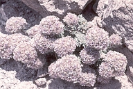 Ipomopsis congesta ssp. montana