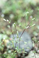 Leptosiphon pygmaeus ssp. continentalis