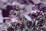 Polemonium pulcherrimum var. pulcherrimum