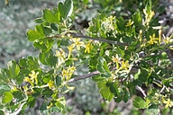 Ribes aureum var. aureum