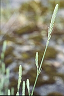 Crucianella angustifolia