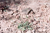 Eriogonum maculatum