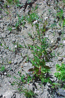Epilobium ciliatum ssp. ciliatum