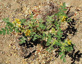 Solanum rostratum