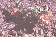 Smallflower Sandverbena