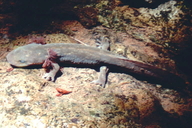 Dicamptodon ensatus