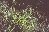 Western Sweetgrass