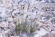 Carex leporinella