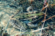 Rana sphenocephala