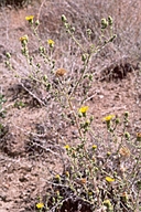 Heterotheca sessiliflora ssp. echioides
