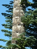 Abies magnifica var. shastensis