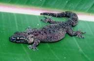 Pacific Stump-toed Gecko