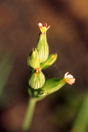 Silene coniflora
