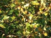 Oregon White Oak
