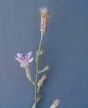 Stephanomeria virgata