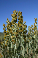 Artemisia tridentata var. vaseyana