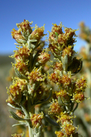 Artemisia tridentata var. vaseyana